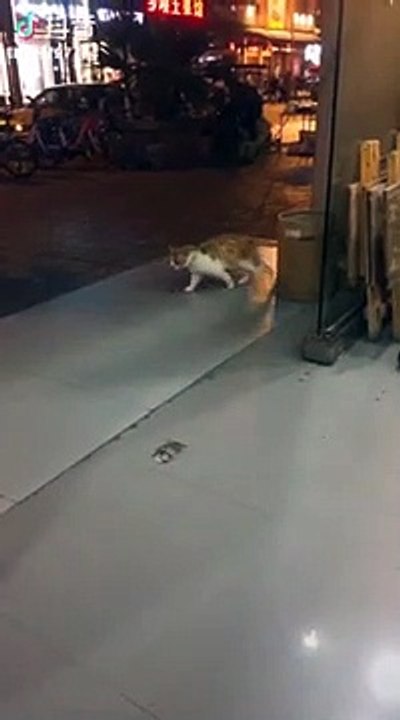 chat surplace