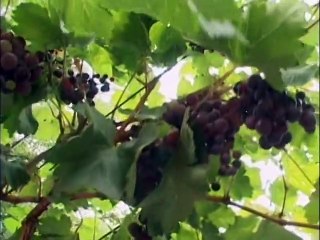 La Liga 2007 Veladero & Barrick Gold 2