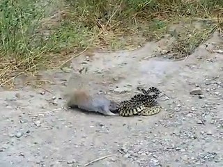 Yılan ile sincapın kavgası nefes kesti