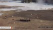 Webcam Captures Wolf Pack Circling Bison At Yellowstone