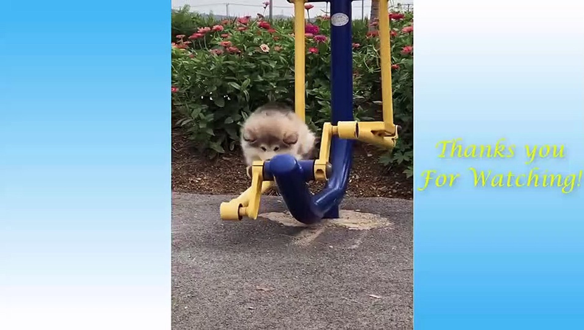 Cute Pets And Funny Animals Compilation