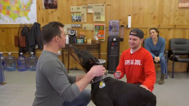 Dog training collar with remote + what is the difference between shock collar and e collar