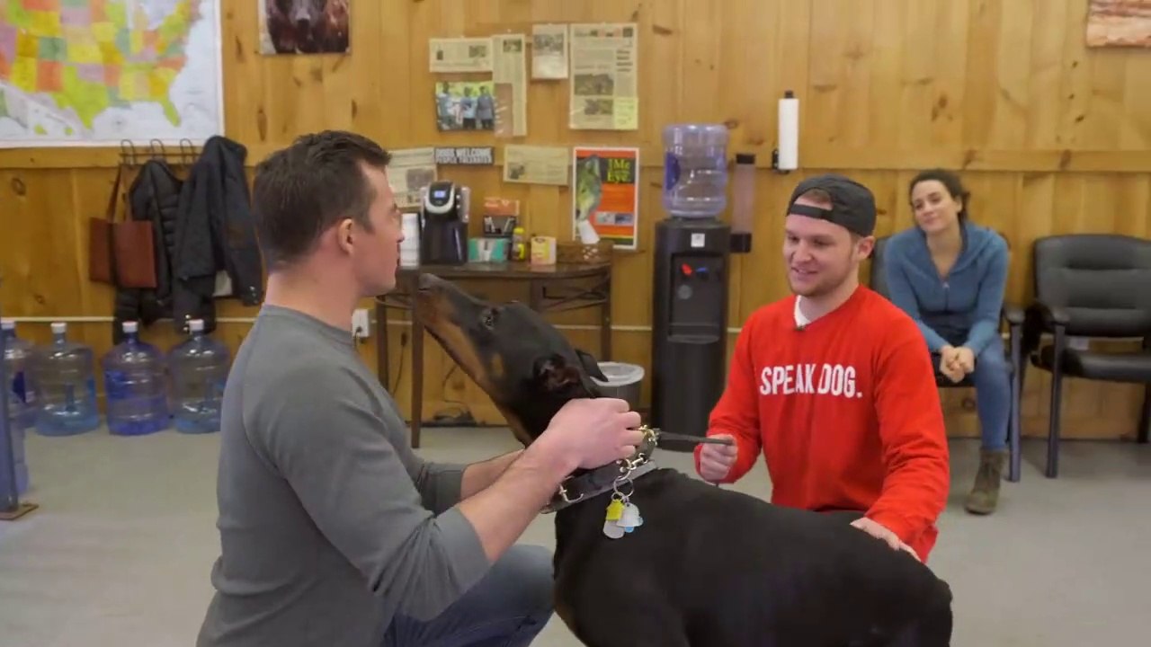 Dog training collar with remote + what is the difference between shock collar and e collar