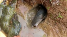 Expérience: Poissons contre Coca Cola, Mentos, Fanta Catch Beaucoup de poissons du trou souterrain