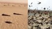 LOCUST PLAGUE : LOCUSTS SWARM IN FORMATION TO FIGHT DESERT WINDS