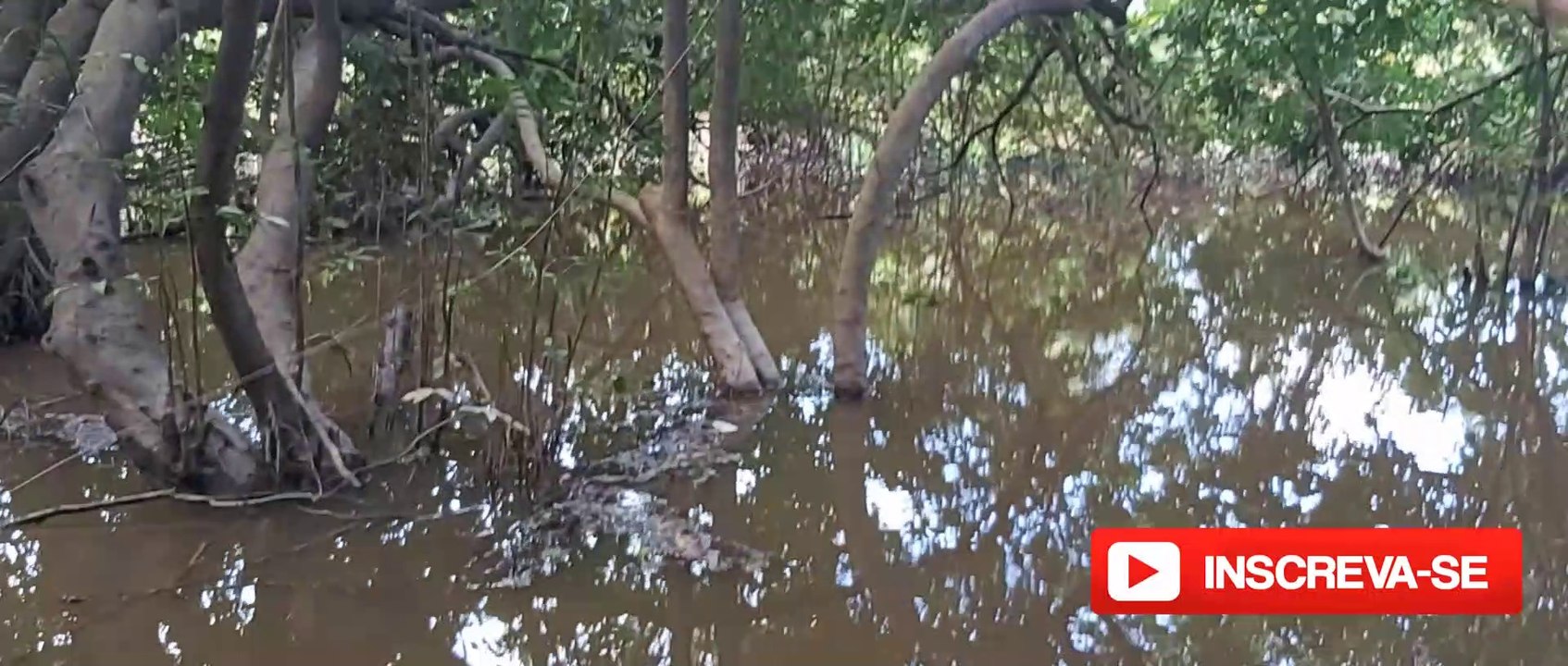 pescando com vara de bambu