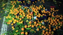 Sivas’ta iki TIR çarpıştı, portakallar yola saçıldı