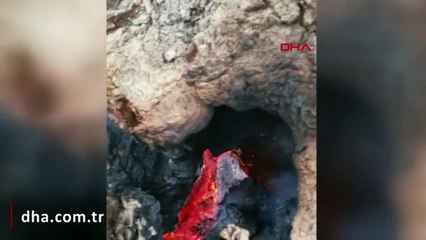 tarihi çınarı yaktılar