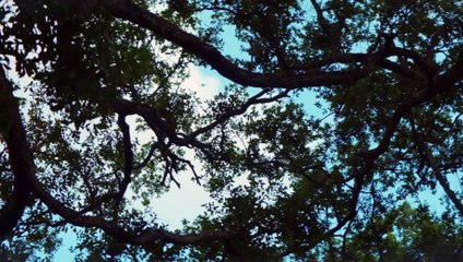 Waves Movie (2019) - Taylor Russell, Kelvin Harrison Jr., Alexa Demie