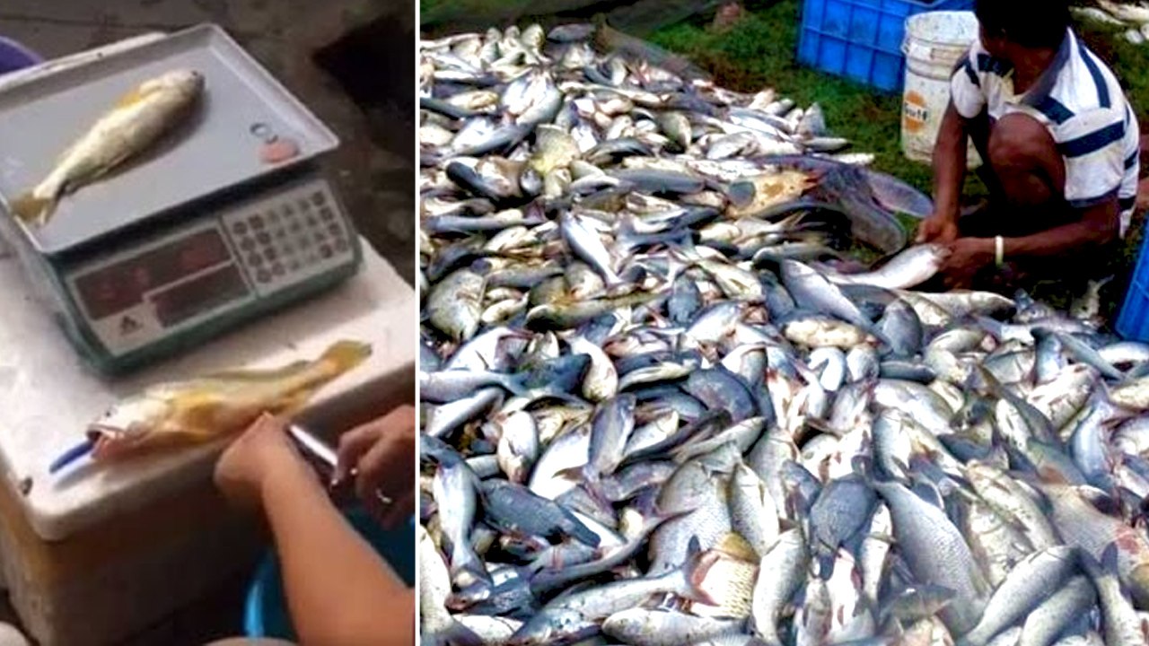 தமிழகம் முழுவதும் மீன்கள் கெட்டுப்போகாமல் இருக்...