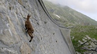 The_incredible_ibex_defies_gravity_and_climbs_a_da