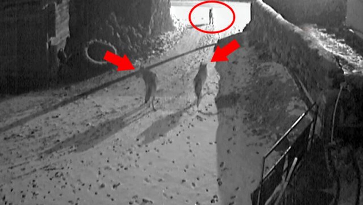 Kurtların sıkıştırdığı bağlı haldeki köpeğin imdadına arkadaşı yetişti