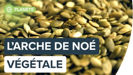 Une "arche de Noé" végétale pour le maintien de la biodiversité   | Futura