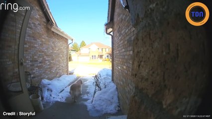 Une famille était bouleversée d’avoir perdu leur chienne, jusqu’à ce qu’un chauffeur FedEx passe par là…