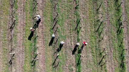Manisa'da bir milyon dekar bağ kadınların eliyle sezona hazırlanıyor
