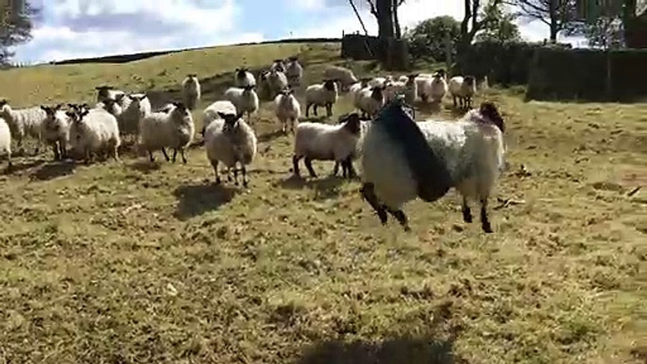 Un mouton qui fait de la balançoire