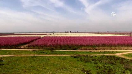 Amik Ovası'nda renk cümbüşü yaşanıyor