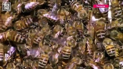 6 football Players who were attacked by animals