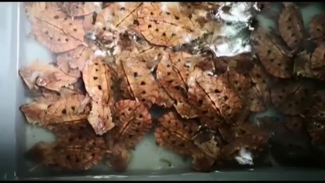 Cae una red de contrabando de tortugas en Colombia