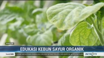 Wisata Edukasi Kebun Sayur Organik