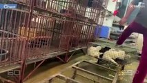 مشاهد من سوق تجارة الحيوانات البرية في تايلاند تثير الذعر