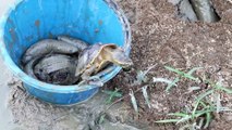 Mother & Daughter Tortoise  hunting in Cambodia Traditional Fishing (part 024)