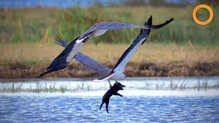 Un aigle s'envole avec un porc
