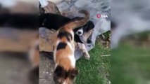 Kedi ve köpeğin dostluğu görenleri şaşırtıyor