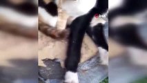 Kedi ve köpeğin dostluğu görenleri şaşırtıyor