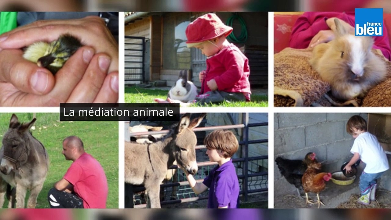 Mediation_animale