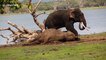 Elephant in Sri Lanka desperately tries to wake up dead friend and refuses to leave its side
