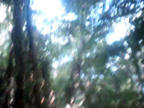 My Wild Irish Rose guitar