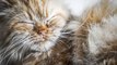 Why Do Cats Sleep So Much? Reasons You Need To Know