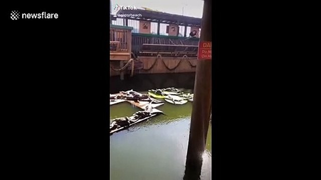 Fearless turtle chillin' on top of an alligator's back in croc infested waters in Florida