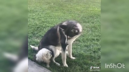 Videos graciosos de perros y gatos