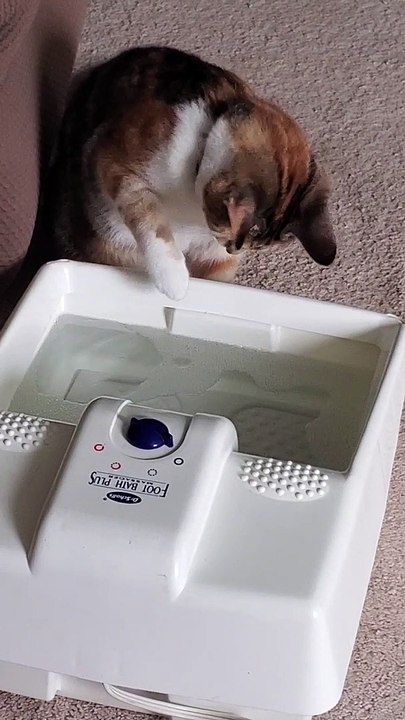 Cat Has A Spa Day