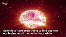 Scientists Observe Brains Replaying Memories in Real Time