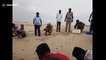 Over 200 baby turtles released into sea by forest officials in Rameshwaram, southeast India