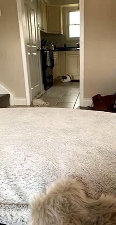 Lazy Kitty Shows Mercy on Mouse