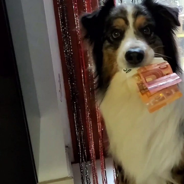 Doggo is a Master Thief