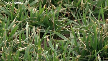 Rumänien: Winter zu trocken und zu schneearm, Bauern sorgen sich