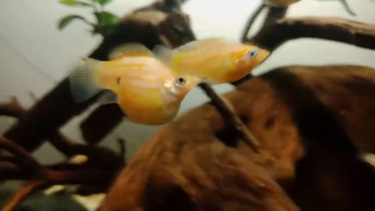 Molly Balloon #GIVING BIRTH to 53 babies Caught on Camera