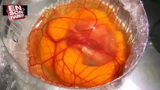 Yumurtanın 21 günlük civcive dönüşüm süreci