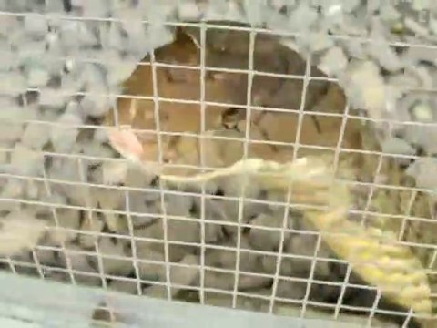 Plus gros cobra royal du monde. Animal impressionnant