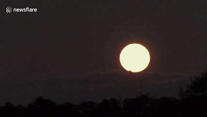 Spectacular Super Worm Moon rises over South African savanna