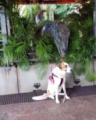 Blue Raptor and Service Dog are Friends