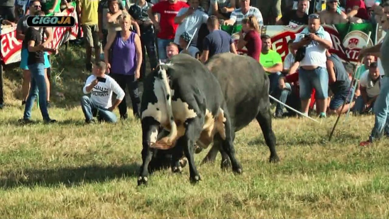 CVICO CVJETKO BIJELJINA 2019 KOD FIGURE