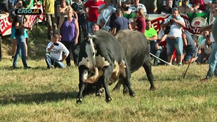 CVICO CVJETKO BIJELJINA 2019 KOD FIGURE