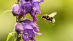 Pesticides Harm Baby Bumblebees as Well as Adults, Research Suggests