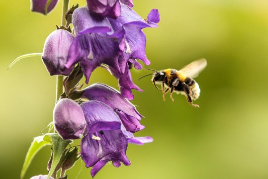 Pesticides Harm Baby Bumblebees as Well as Adults, Research Suggests